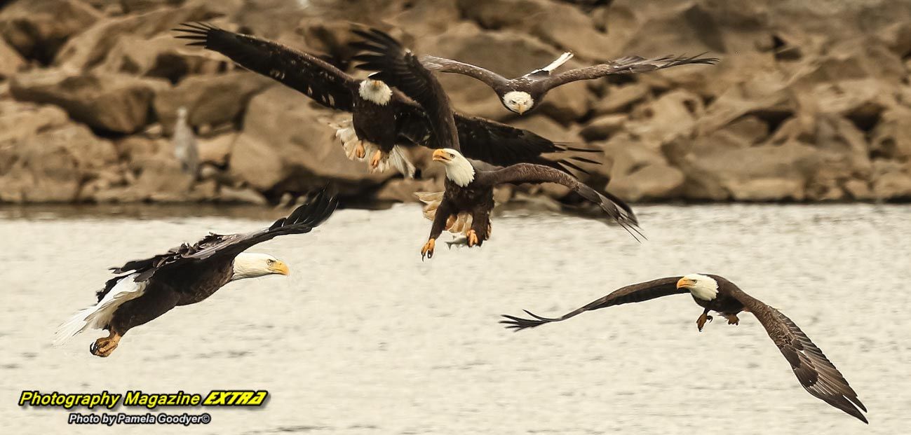 The Eagles at Conowingo Dam.