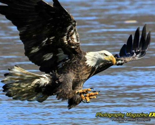 Conowingo Dam Eagle Stretching out his claws to grab a fish.