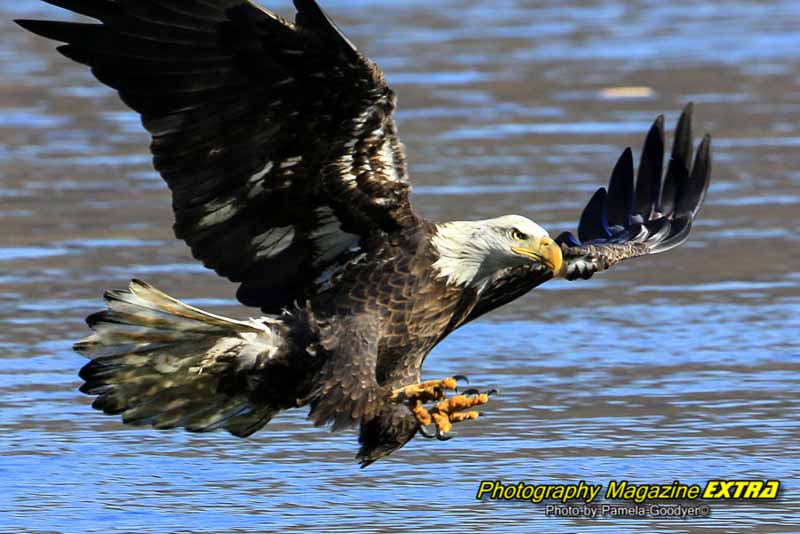 Conowingo Dam Eagle Stretching out his claws to grab a fish.