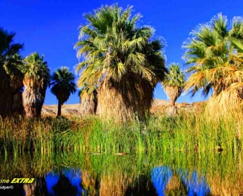 Thousand Palms Oasis California Photography