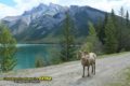 Lake Minnewanka Canadian Rockies, mountains, lake and a sheep