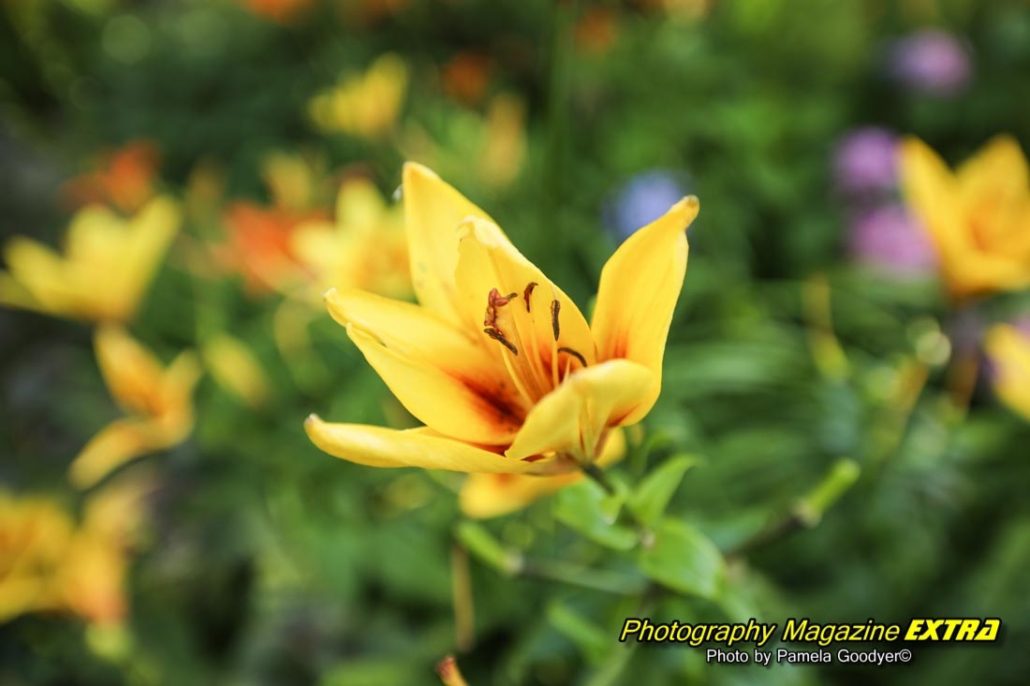 yellow flower - North-Wildwood-Photography-Location- hereford lighthouse