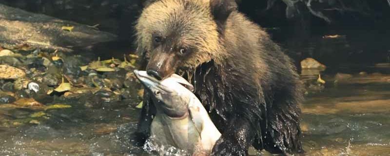 Baby grizzly bear eating a huge salmon in the river while fishing.