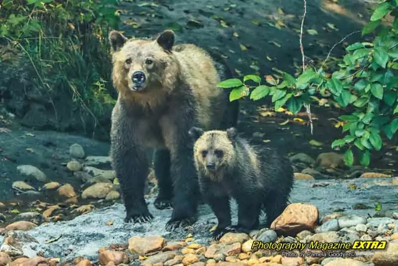 Mama Grizzly Baron Baby Grizzly Bear. They were looking right at me.