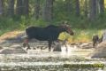 Baxter state parse moose wasting across the water.