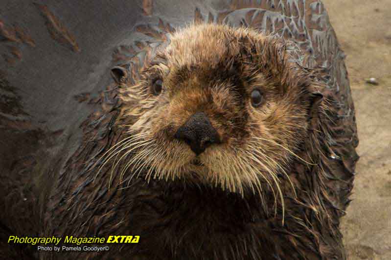 Otters up close.