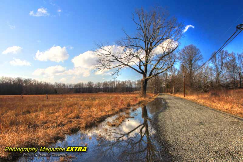 reflection of a tree in winter at the Great Swamp.