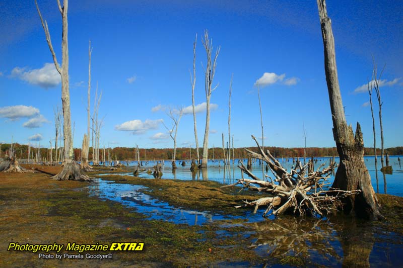 Bear trees coming out of the water with blue skies.