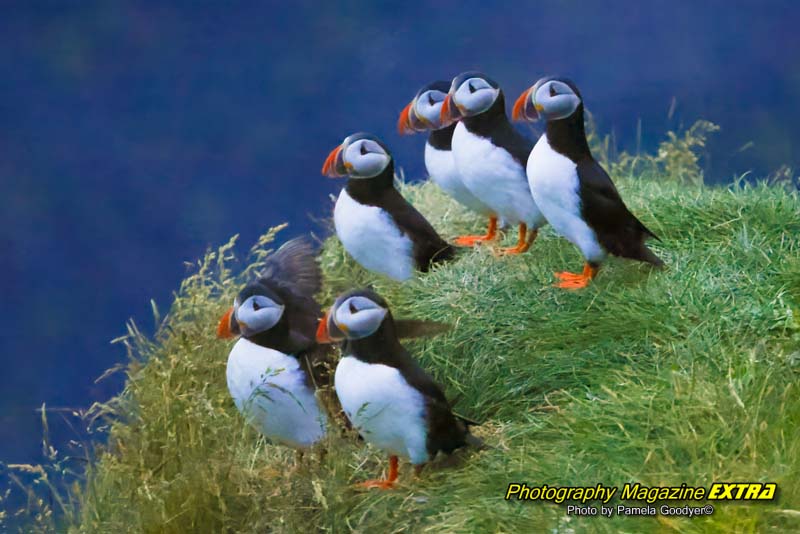 puffins