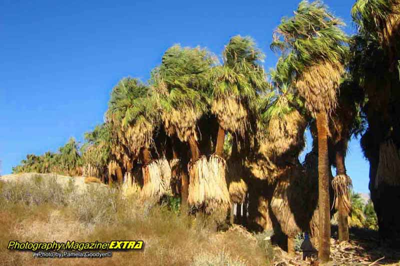 thousand palms trees